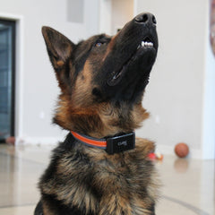 Dog wearing a Cube GPS Collars Black Attachment Clips