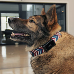 Dog Wearing Cube GPS Tracker Collar