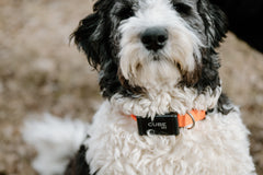 Dog wearing Cube GPS Tracker