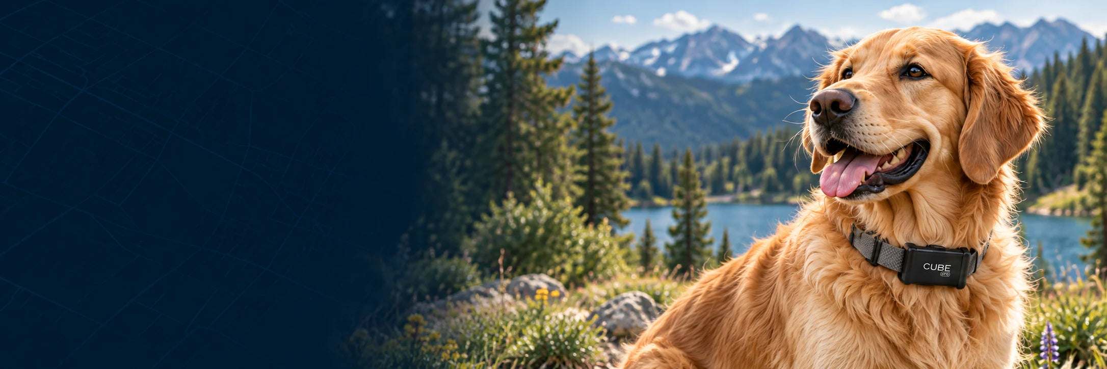 Golden retriever wearing Cube GPS beside a mountain lake