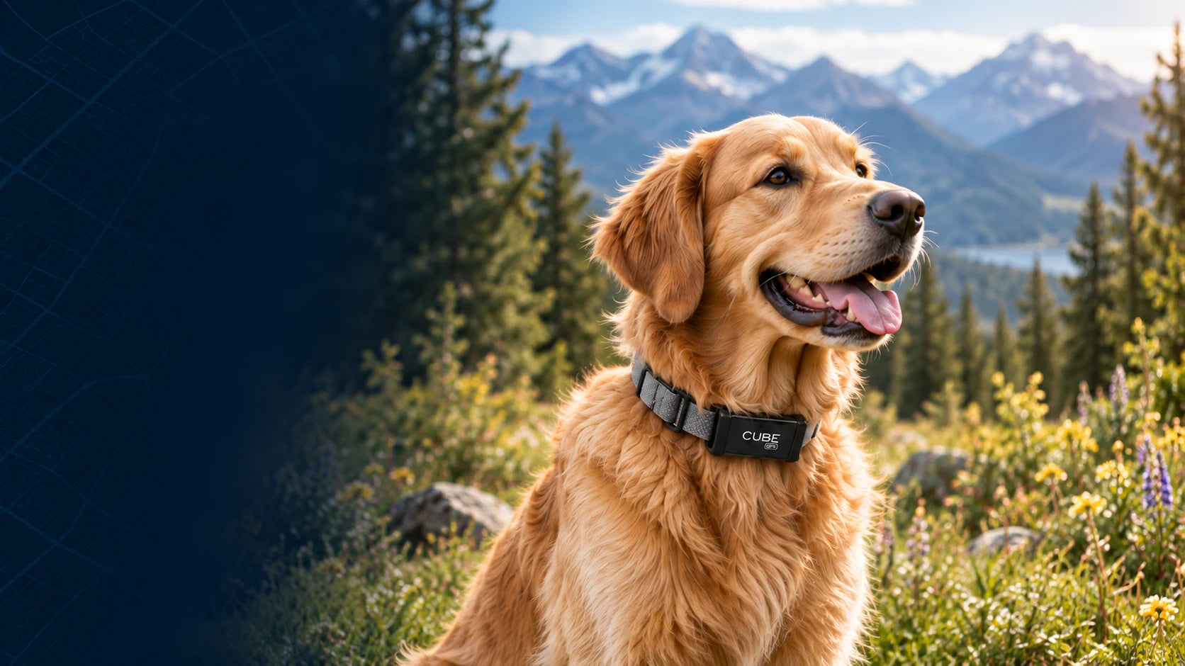 Golden retriever wearing Cube GPS on a gray collar in the mountains