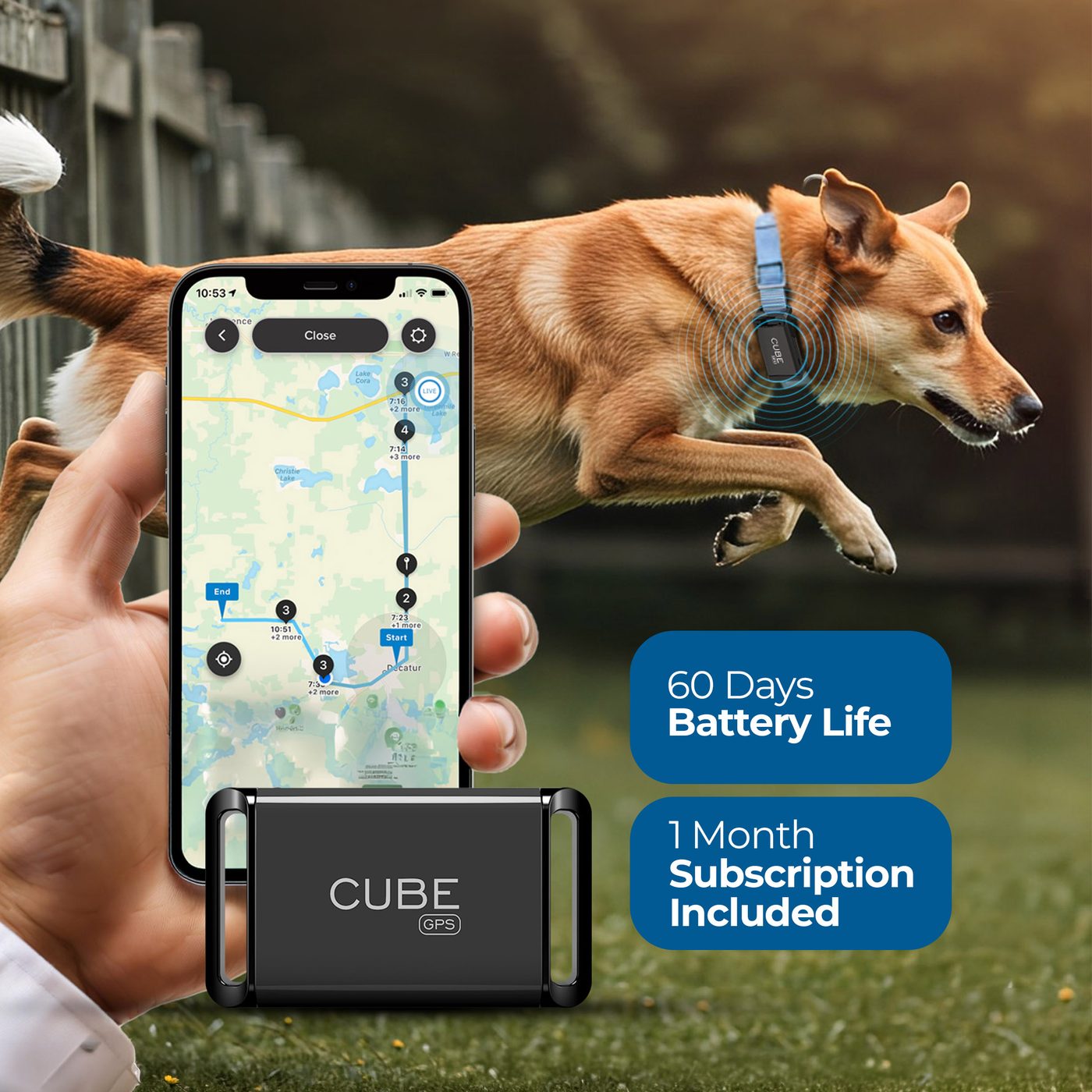 Dog running with Cube GPS tracker on collar, phone showing live tracking app