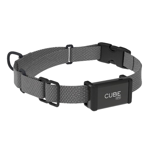 Cube GPS tracker looped onto a dog's existing collar