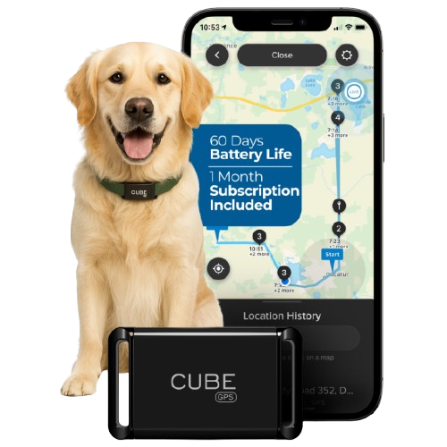Golden retriever sitting beside a phone showing the Cube app and the Cube GPS tracker